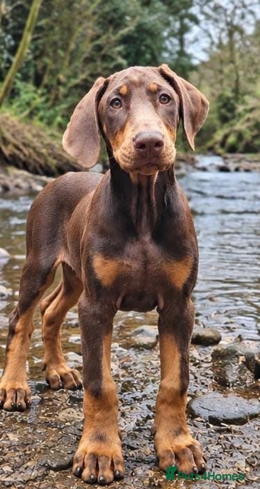 Dobermann dogs 🐾 Top Quality Male & female 🐾  - Advert 1