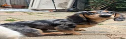 Miniature Dachshund dogs for sale: KC Reg Silver Dapple Girl🤍 - Advert 5