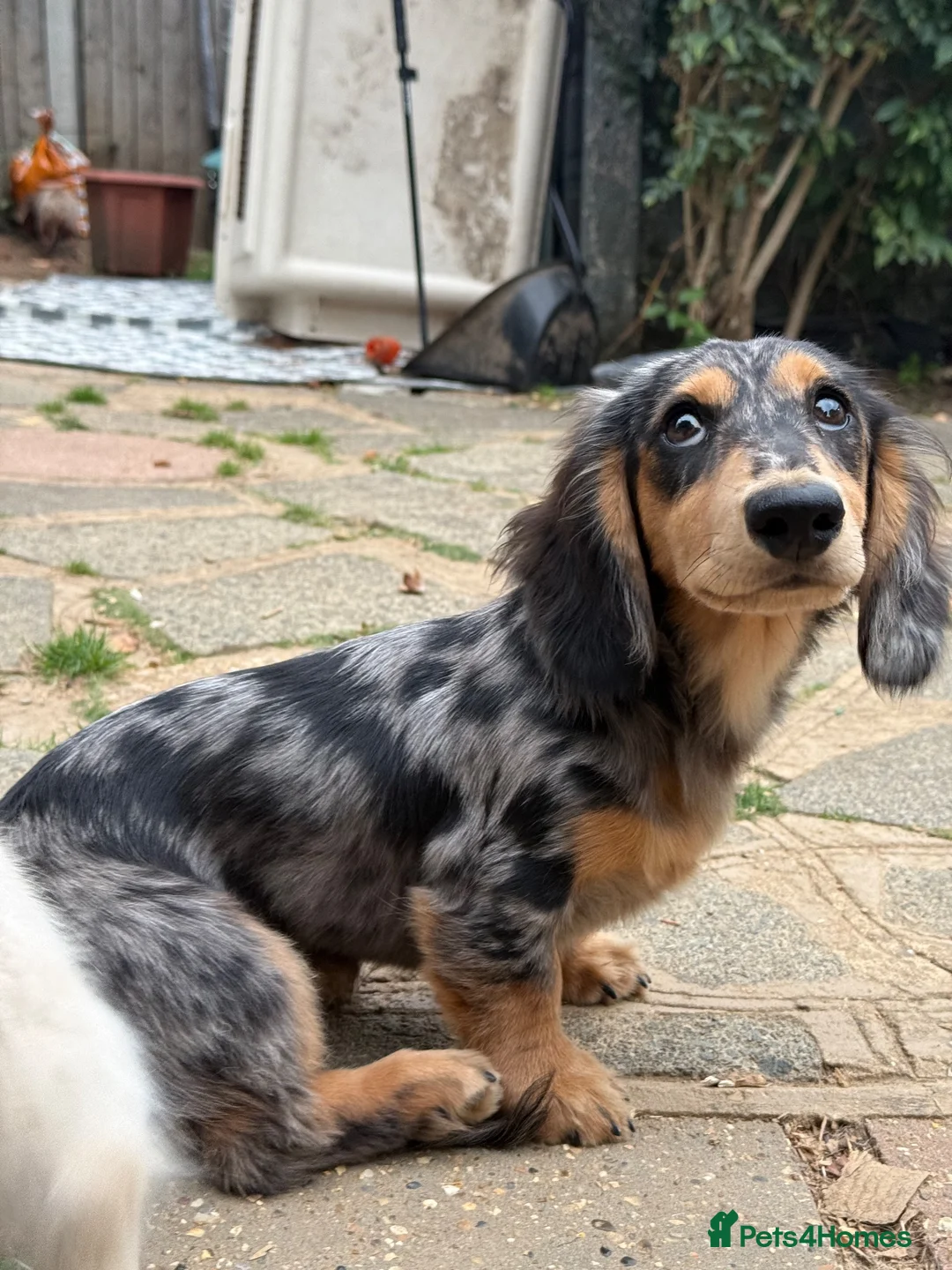 Miniature Dachshund dogs for sale: KC Reg Silver Dapple Girl🤍 - Advert 5
