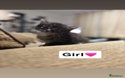 Mixed Breed cats for sale: Kittens for sale  - Advert 22