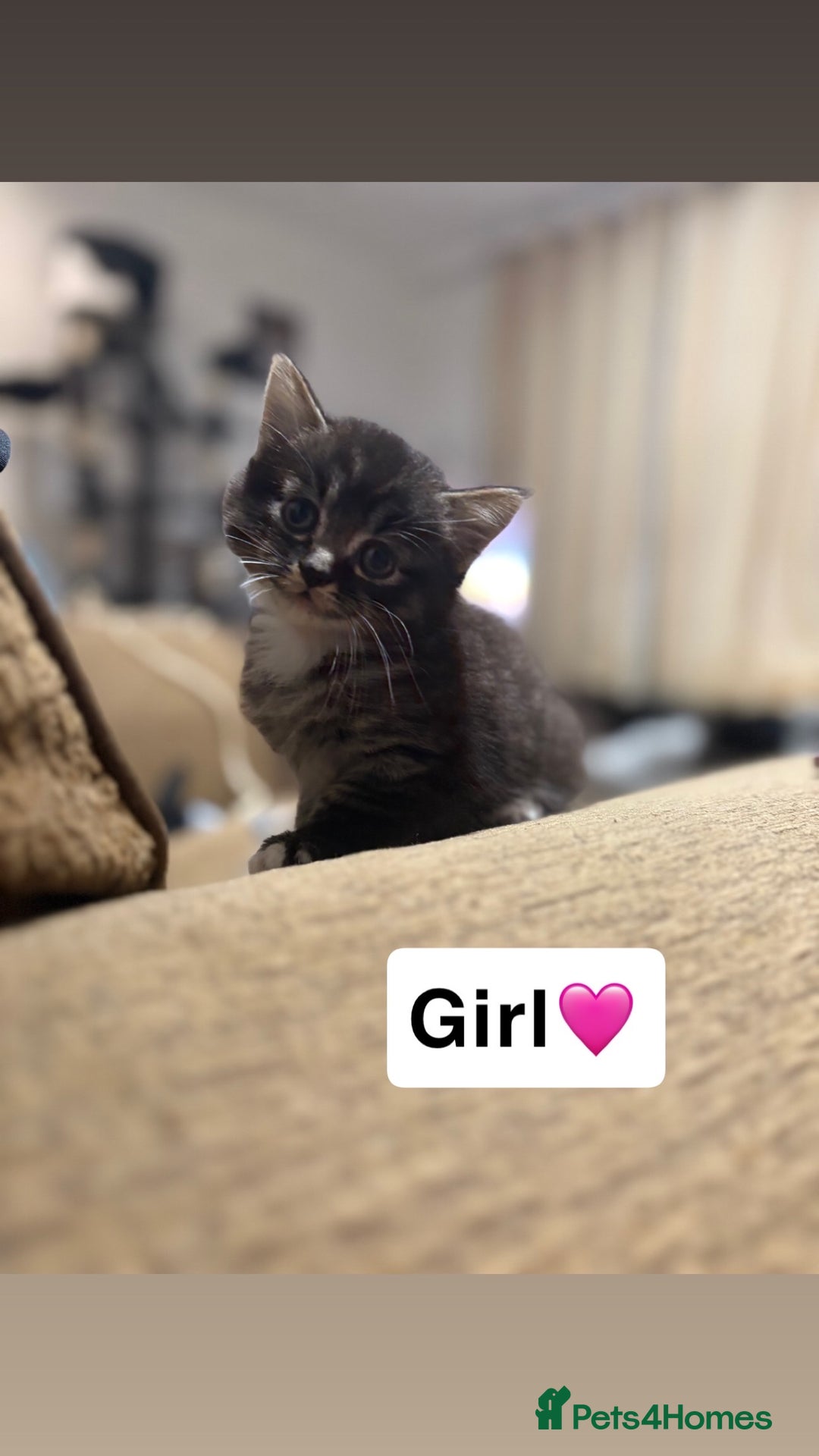 Mixed Breed cats for sale: Kittens for sale  - Advert 22