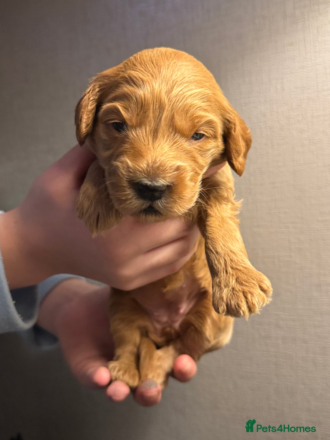 Cockapoo dogs for sale: Cockapoo F1 - Advert 37