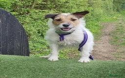 Mixed Breed dogs for adoption: Zori - Badersfield Norfolk  - Image 15