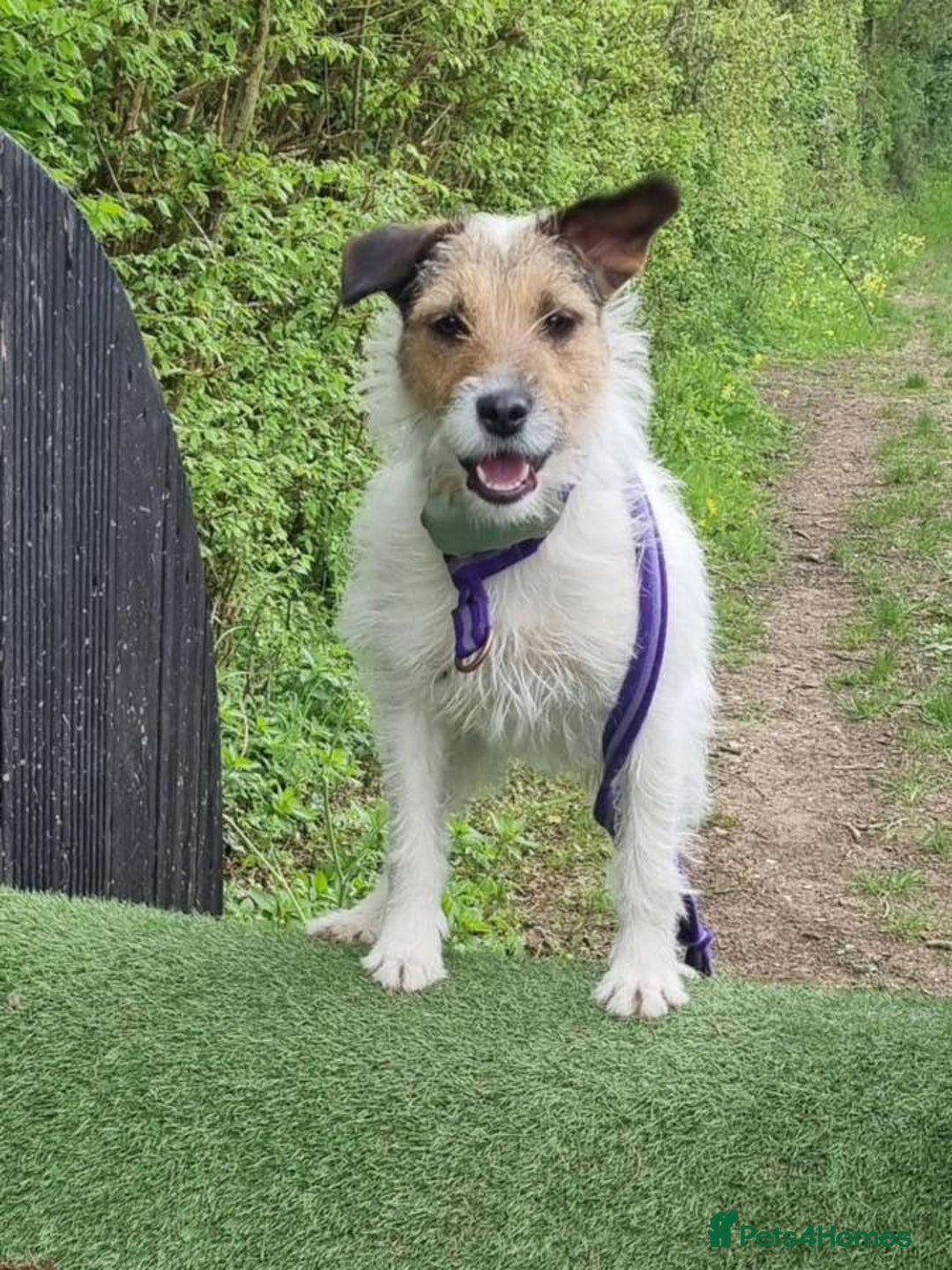 Mixed Breed dogs for adoption: Zori - Badersfield Norfolk  - Image 15