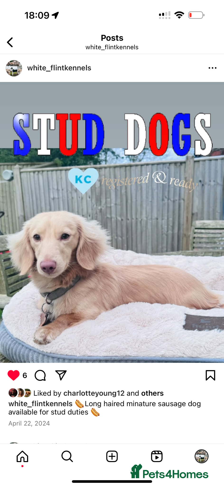 Miniature Dachshund dogs Miniature dachshund stud dog  - Advert 1