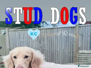 Miniature Dachshund dogs Miniature dachshund stud dog - Advert 1