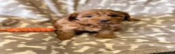 Cavapoo dogs for sale: Extensively health tested Toy F1 Cavapoo puppies - Advert 8