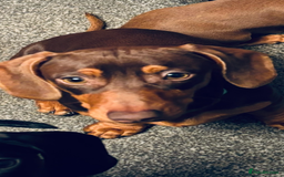 Miniature Dachshund dogs for sale: REHOMING - RONNIE & RICHARD (miniature Dachshunds) - Advert 3