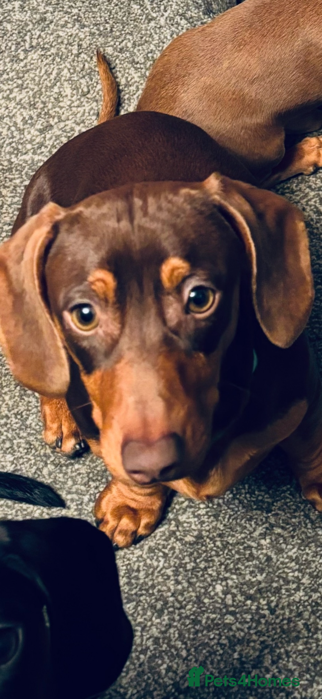 Miniature Dachshund dogs for sale: REHOMING - RONNIE & RICHARD (miniature Dachshunds) - Advert 3