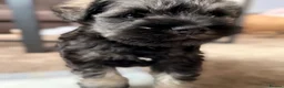 Miniature Schnauzer dogs for sale: KC Registered Miniature Schnauzer - Advert 4
