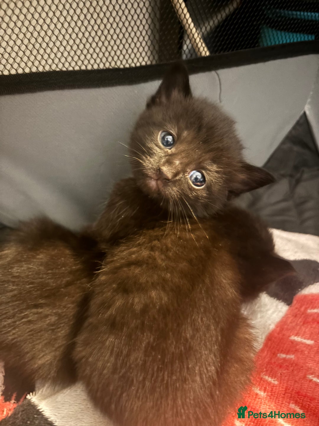 Bombay cats for sale: 3 black cats for sale - Advert 6