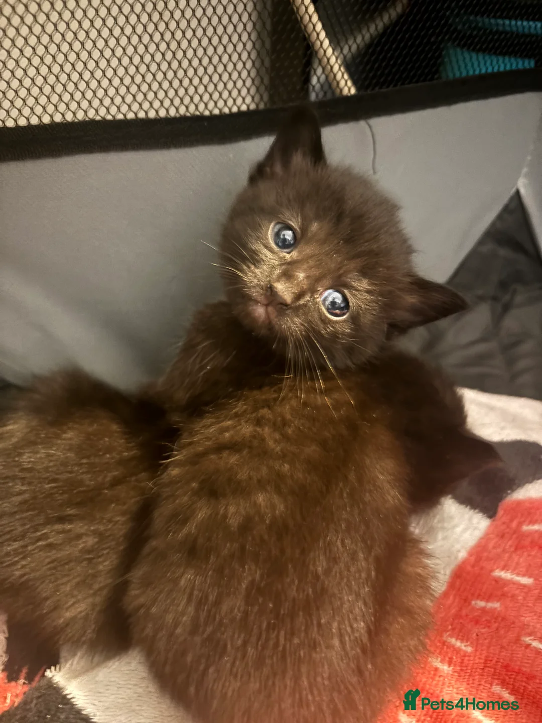 Bombay cats for sale: 2 male black cats for sale (12 weeks old) - Advert 6