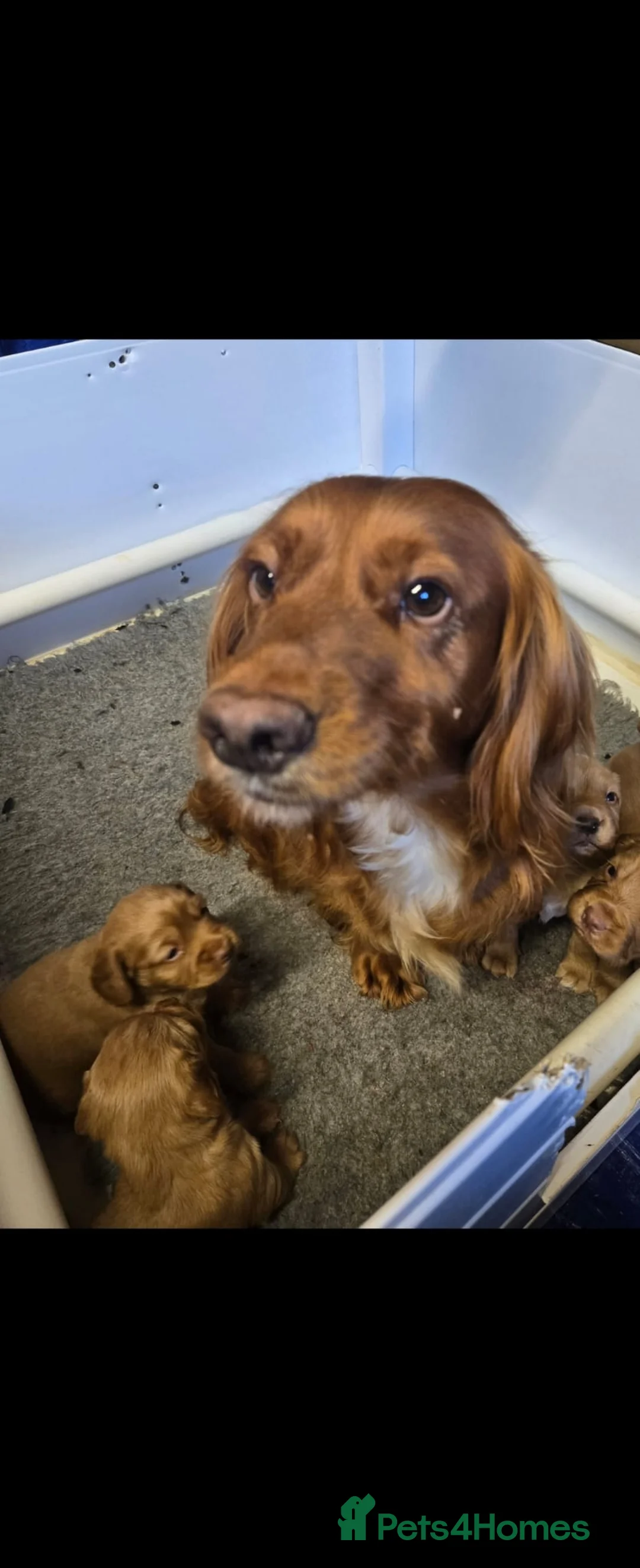 Cocker Spaniel dogs for sale: Cocker spaniel pups  - Advert 1