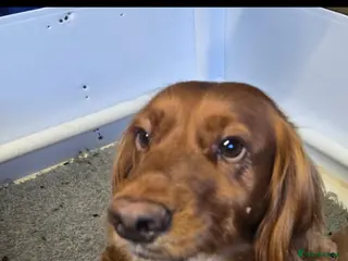 Cocker Spaniel dogs Cocker spaniel pups - Advert 11