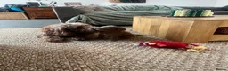Cockapoo dogs for sale: Beautiful playful F1b cockapoos  - Advert 8