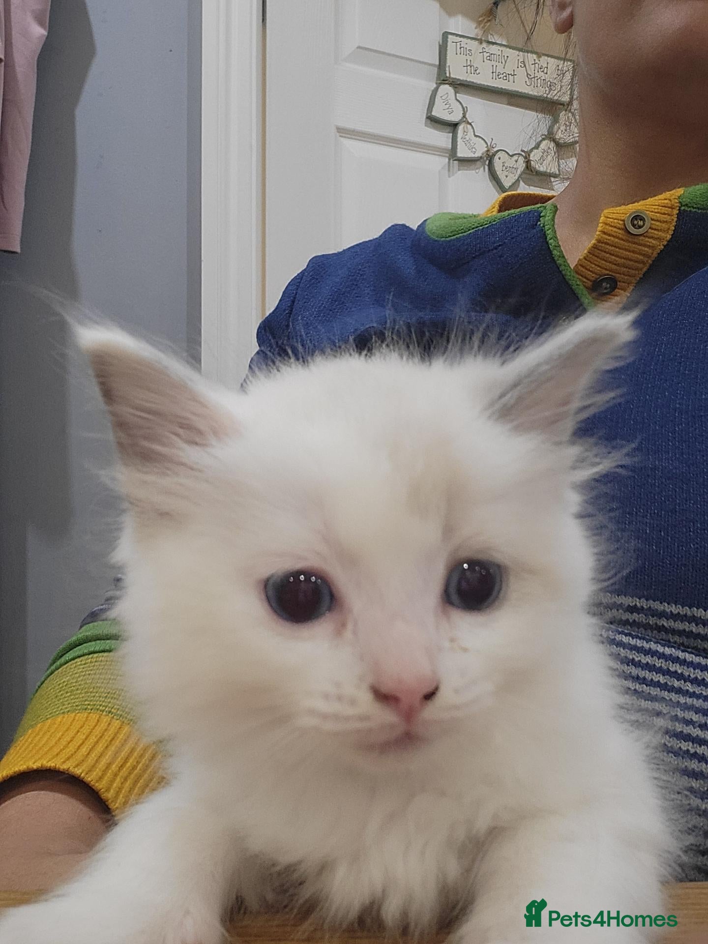 Ragdoll cats for sale: Exceptional pure bred ragdolls - Advert 1
