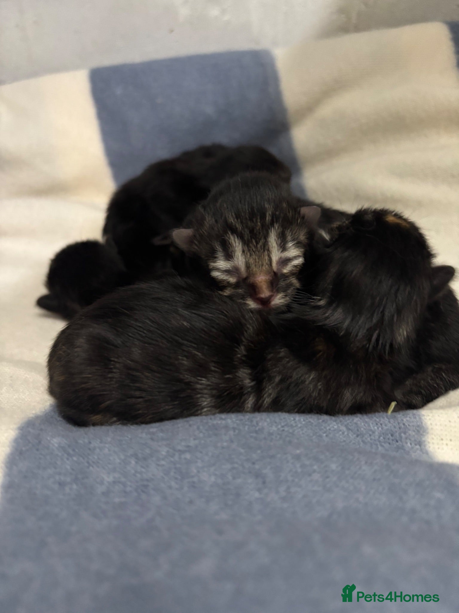 Mixed Breed cats Kittens available  - Advert 2