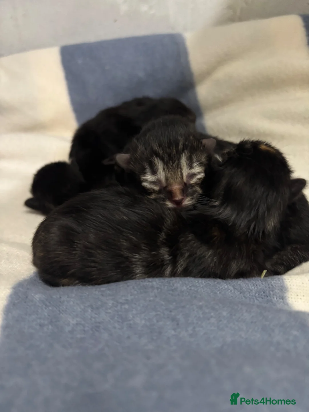 Mixed Breed cats for sale: Kittens available  in Preston - Advert 1