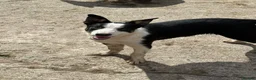 Border Collie dogs for sale: 2 X Male Welsh border collie pups in Crickhowell - Advert 14