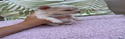 Chihuahua dogs for sale: All puppies sold 🩵🐾 - Advert 15