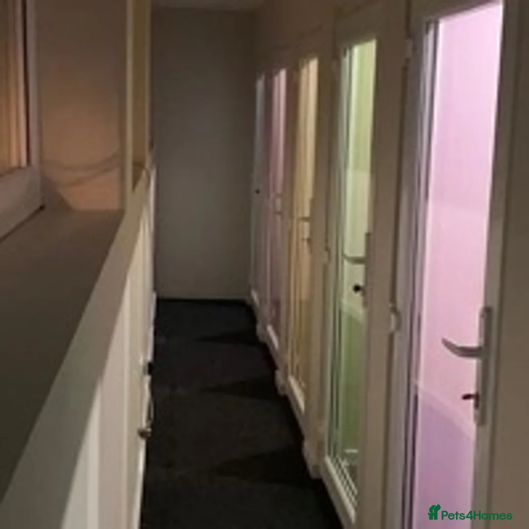 Ragdoll cats for stud: STUD Large Blue point ragdoll 100% proven stud . in Brighouse - Advert 7