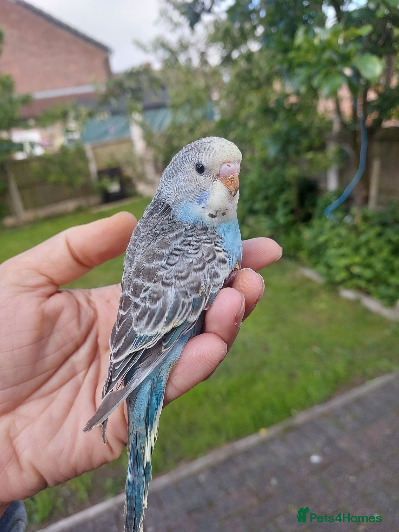 Budgerigars birds Hand reared super tame lutino budgie  - Advert 18
