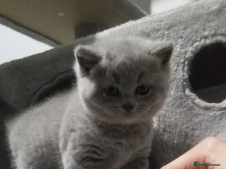 British Shorthair cats Beautiful GCCF register LAST girl BSH - Advert 1