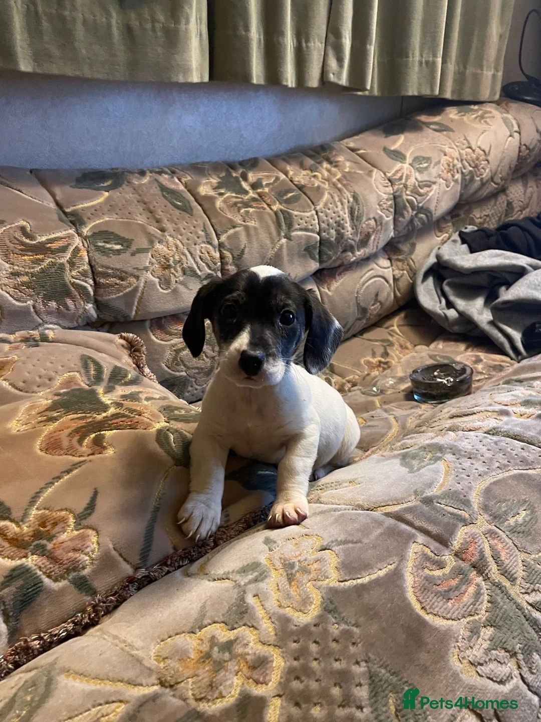 Mixed Breed dogs for sale: Beagle X Jack Russell  puppys  - Advert 2