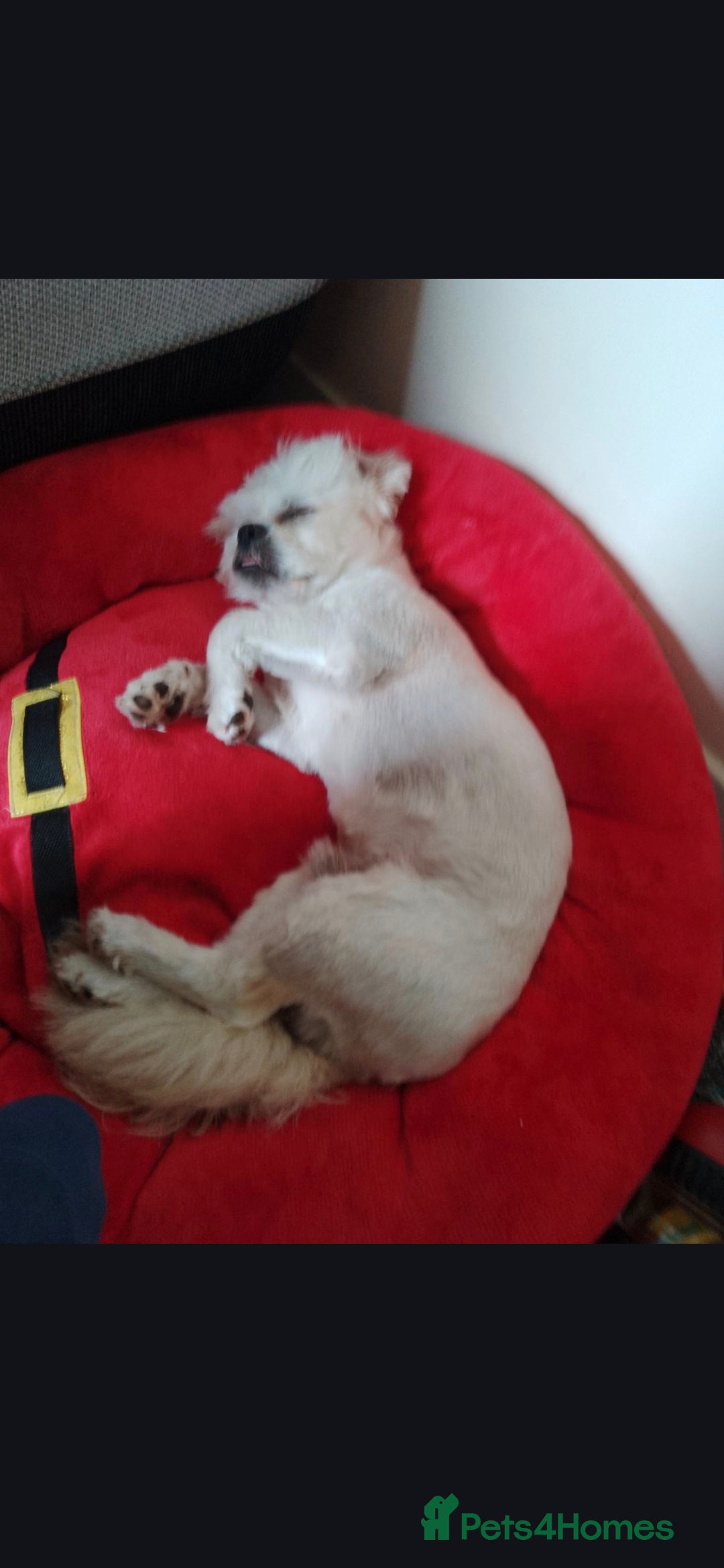 Shihpoo dogs for stud: Stud AVALIABLE!! - Advert 5