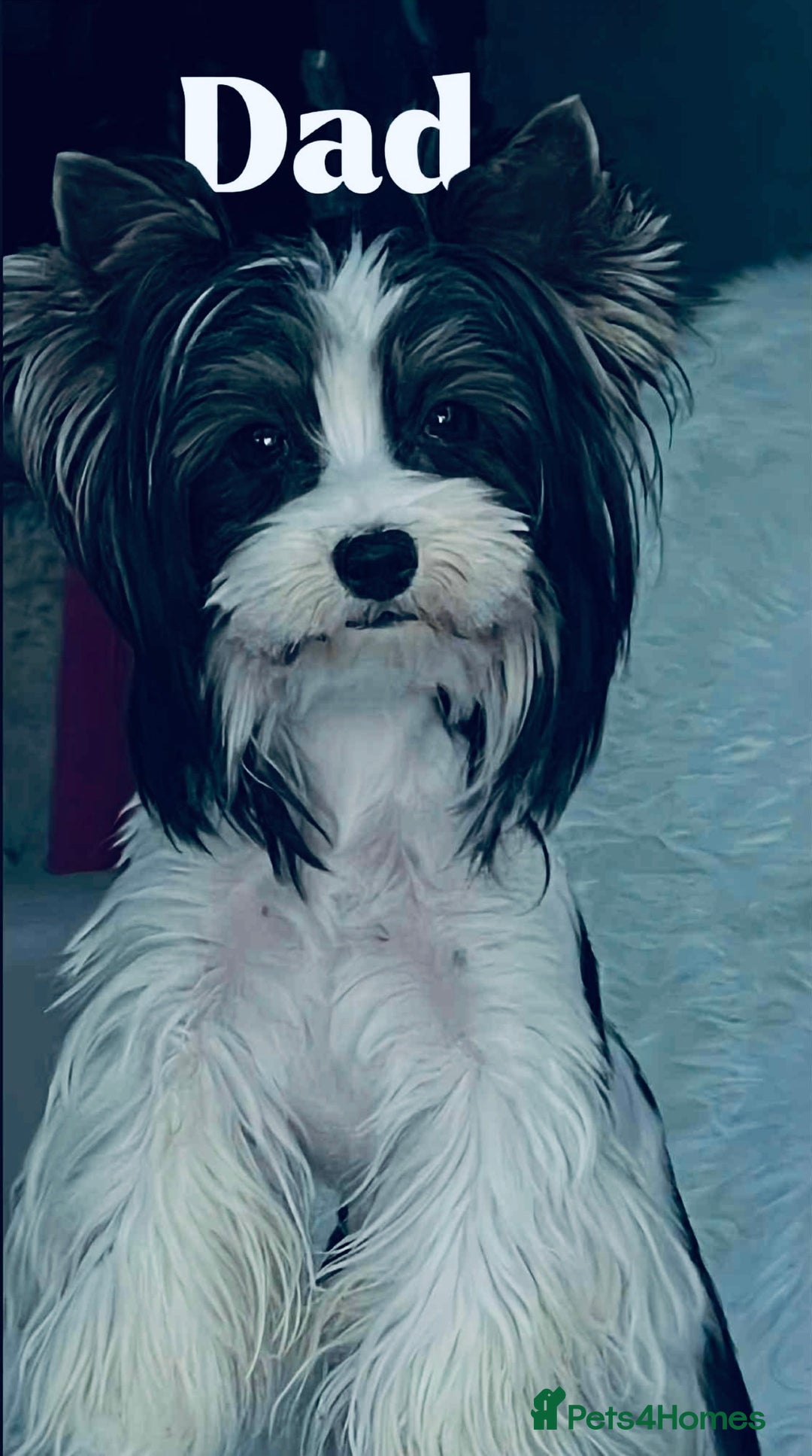 Mixed Breed dogs for sale: Pedigree Yorkshire terrier  - Advert 12