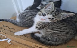 Bengal cats for sale: 3 Beautiful Kittens - Image 13