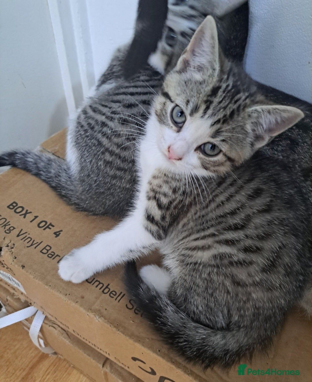 Bengal cats for sale: 3 Beautiful Kittens - Image 13