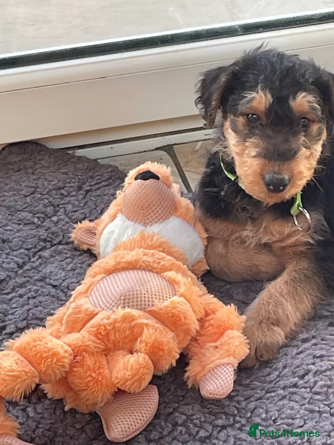 Airedale Terrier dogs for sale: Kc Airedale terrier pups - Advert 7