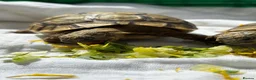 Tortoise reptiles for sale: Tortoise  in London - Advert 4