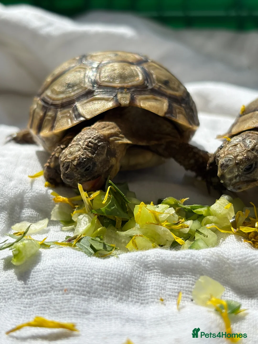Tortoise reptiles for sale: Tortoise  in London - Advert 4
