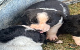 Mixed Breed dogs for sale: Beautiful Huntaway x Collie pups  - Image 34