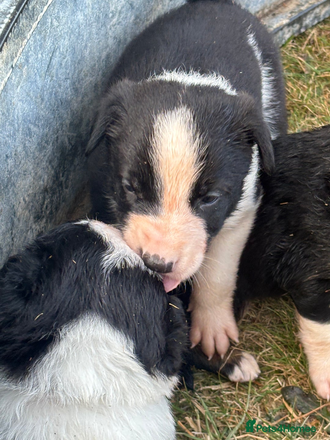 Mixed Breed dogs for sale: Beautiful Huntaway x Collie pups  - Image 34