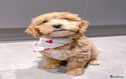 Cockapoo dogs for stud: Handsome F1 Golden Cockapoo Stud - Image 10