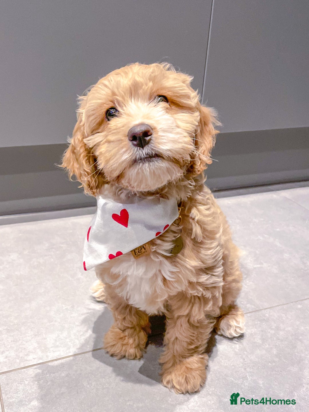 Cockapoo dogs for stud: Handsome F1 Golden Cockapoo Stud - Image 10