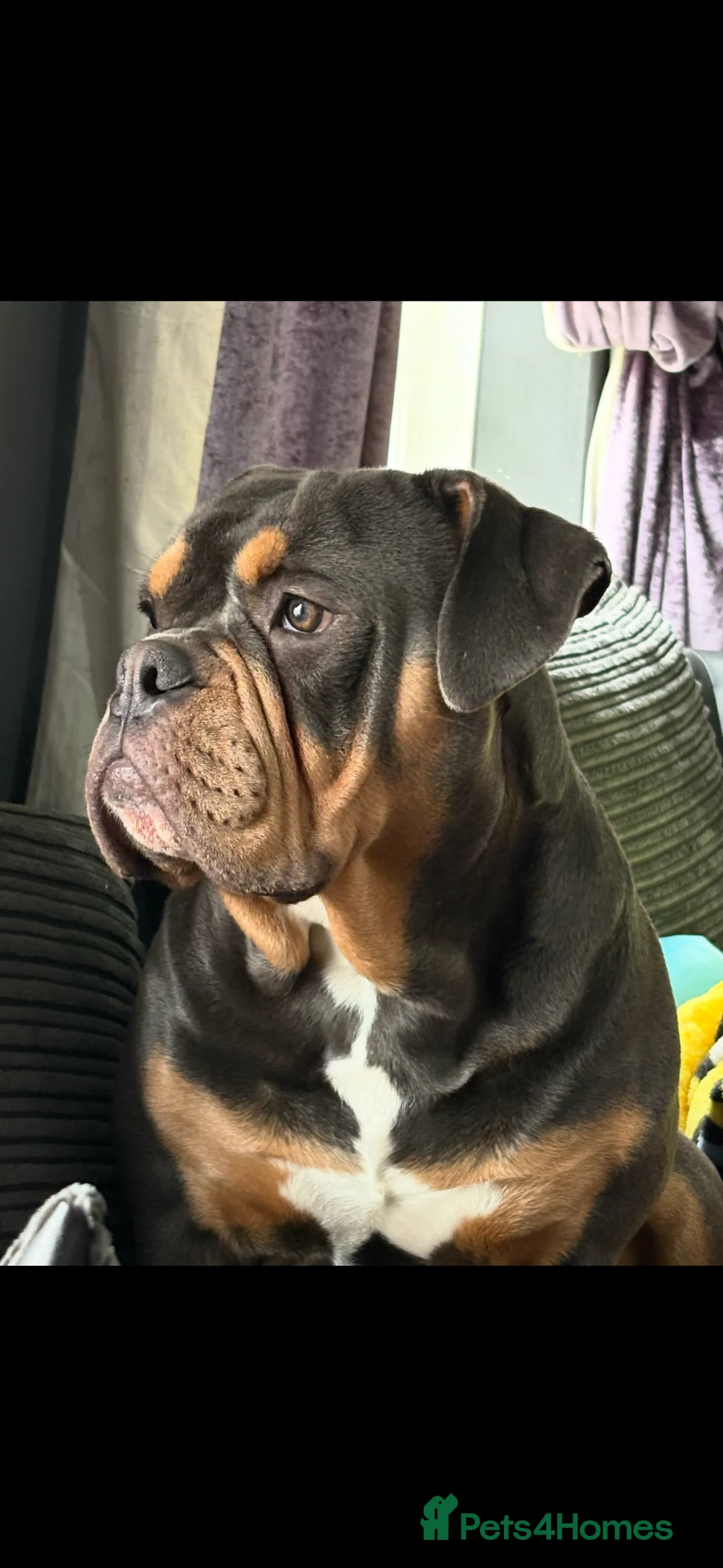 Olde English Bulldogge dogs for stud: Olde English bulldog for studding  - Advert 6