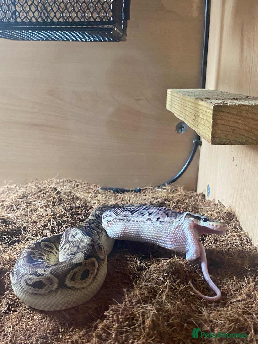 Python Snake reptiles for sale: Royal python and full set-up - Advert 4