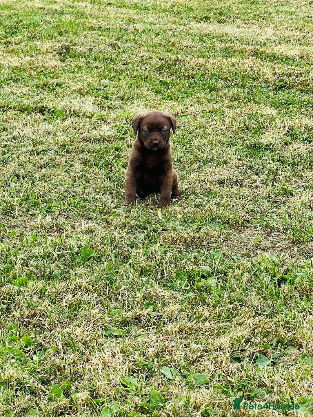 Labrador Retriever dogs for sale: Pedigree Labrador Puppies  - Image 7