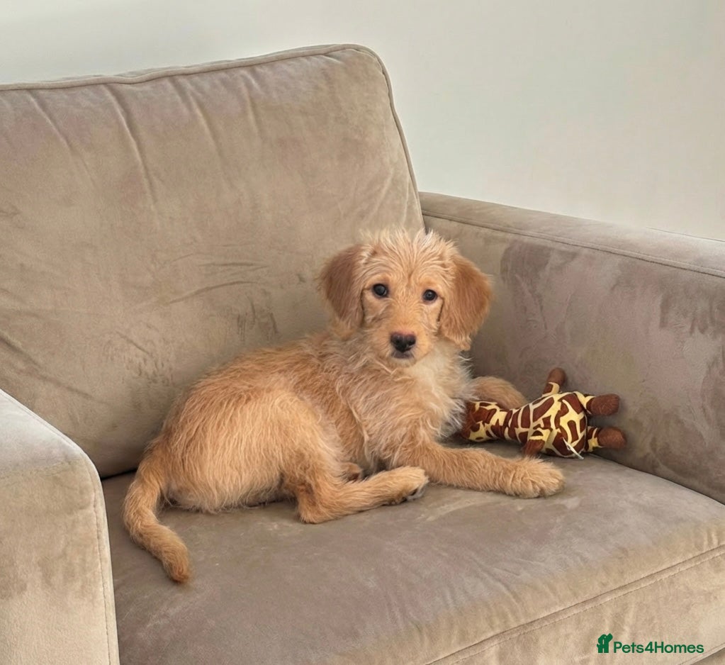Labradoodle dogs F1 Miniature Labradoodle 🤍  - Advert 1