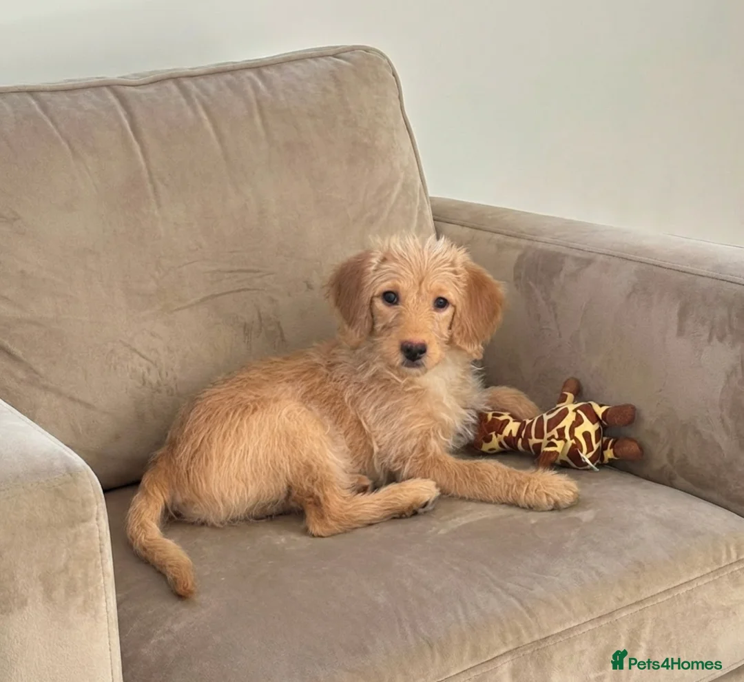 Labradoodle dogs for sale: F1 Miniature Labradoodle 🤍  - Advert 1