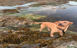 Labrador Retriever dogs for sale: My Boy Lenny - Labrador  - Image 14
