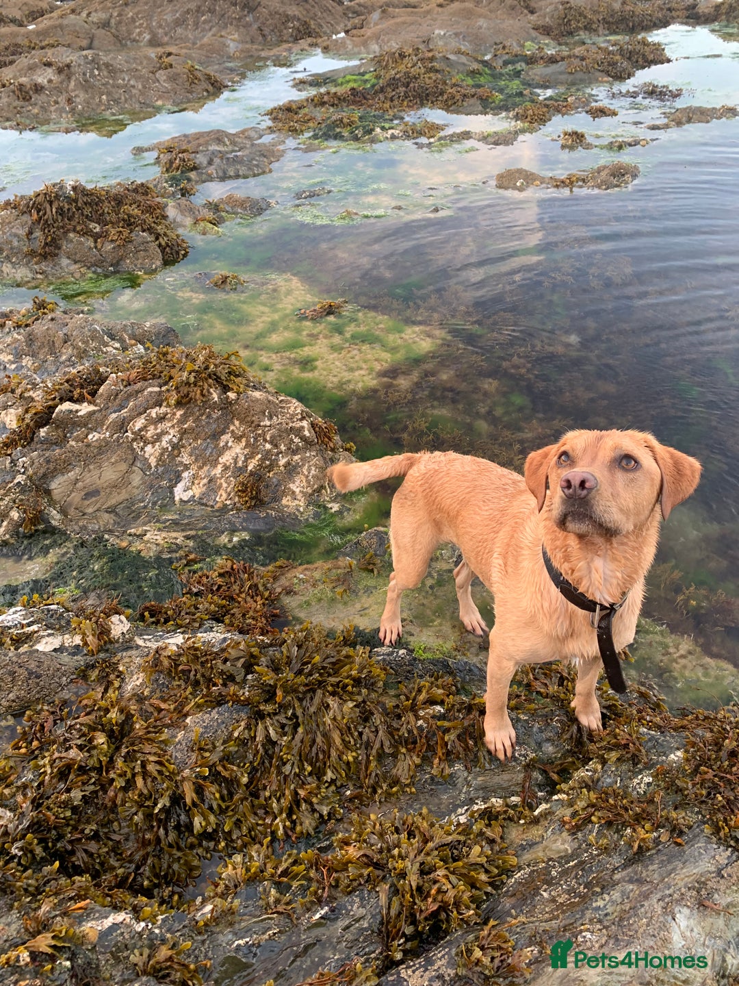 Labrador Retriever dogs for sale: My Boy Lenny - Labrador  - Image 14