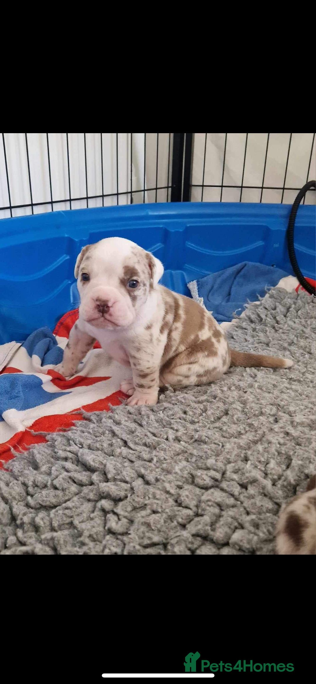 Olde English Bulldogge dogs for stud: OEB 🐶⭐️DEL~BOY ⭐️🐶 First time Stud  - Image 7