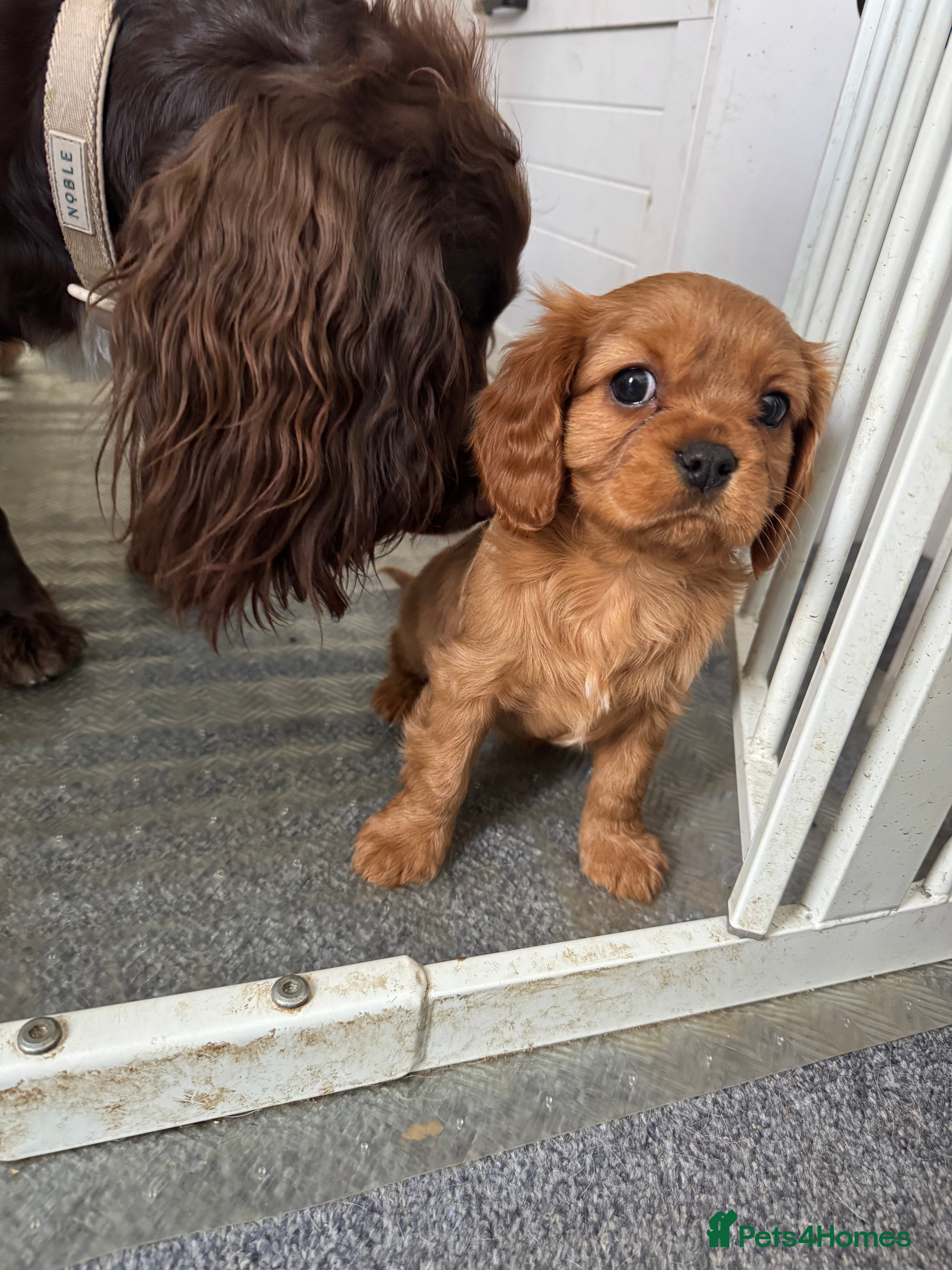 Cavalier King Charles Spaniel dogs Male King Charles Cavalier Puppies 🩵💙 - Advert 7