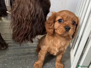 Cavalier King Charles Spaniel dogs Male King Charles Cavalier Puppies 🩵💙 - Advert 7