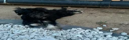 Bichon Frise dogs for sale: Beautiful Black & White Bichon Havanese Girl in Bolton - Advert 6